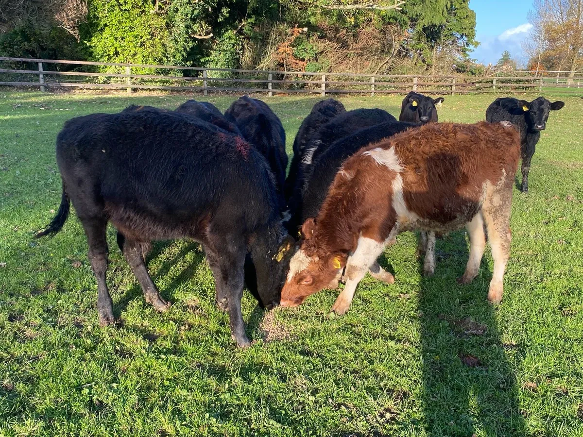 12 Bullocks 200kg @ Lissava Livestock - Image 3
