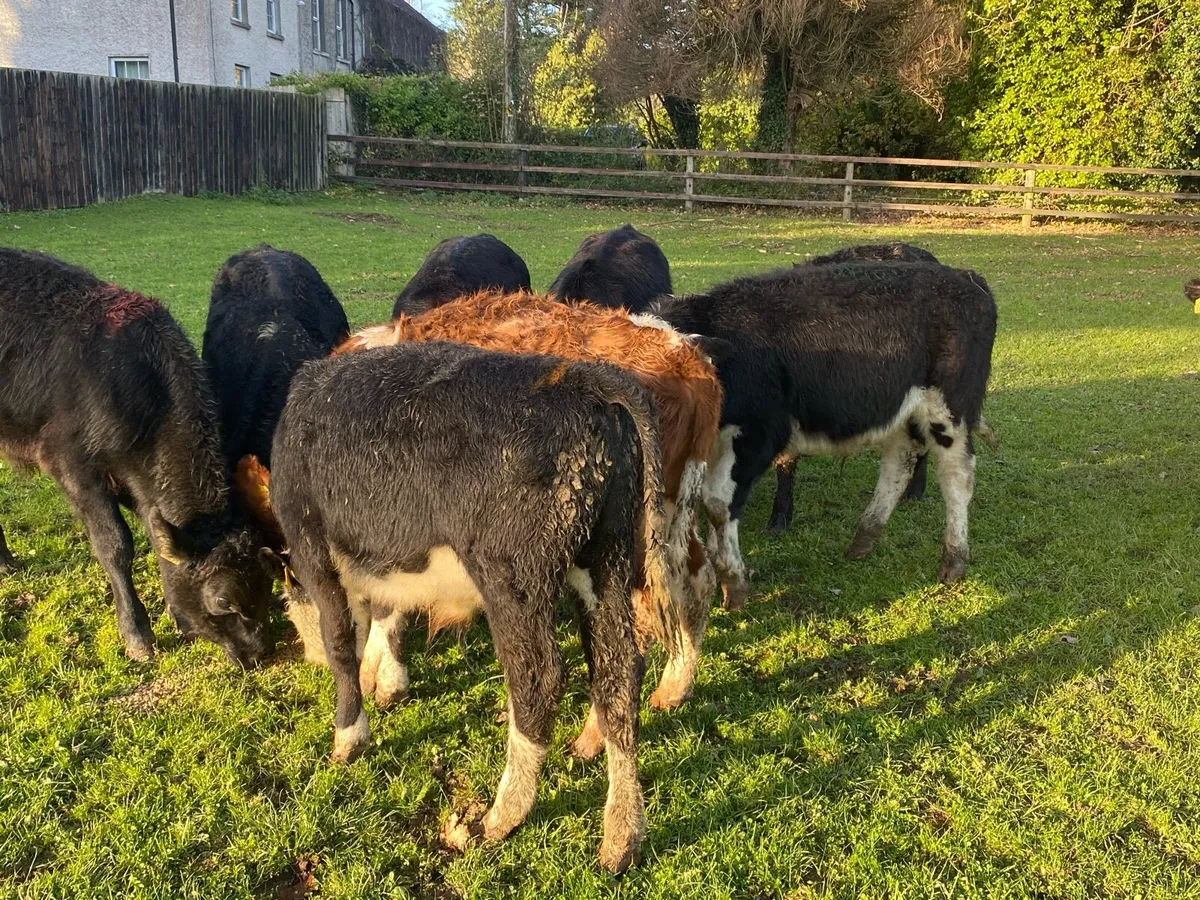 12 Bullocks 200kg @ Lissava Livestock - Image 4