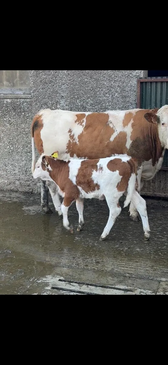 BAX Heifer and heifer calf - Image 1