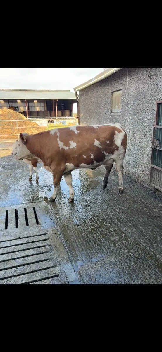 BAX Heifer and heifer calf - Image 2