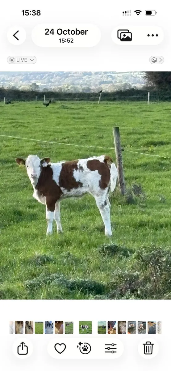 BAX Heifer and heifer calf - Image 3