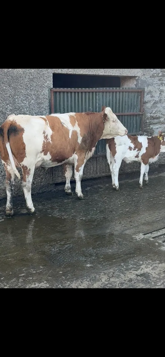 BAX Heifer and heifer calf - Image 4