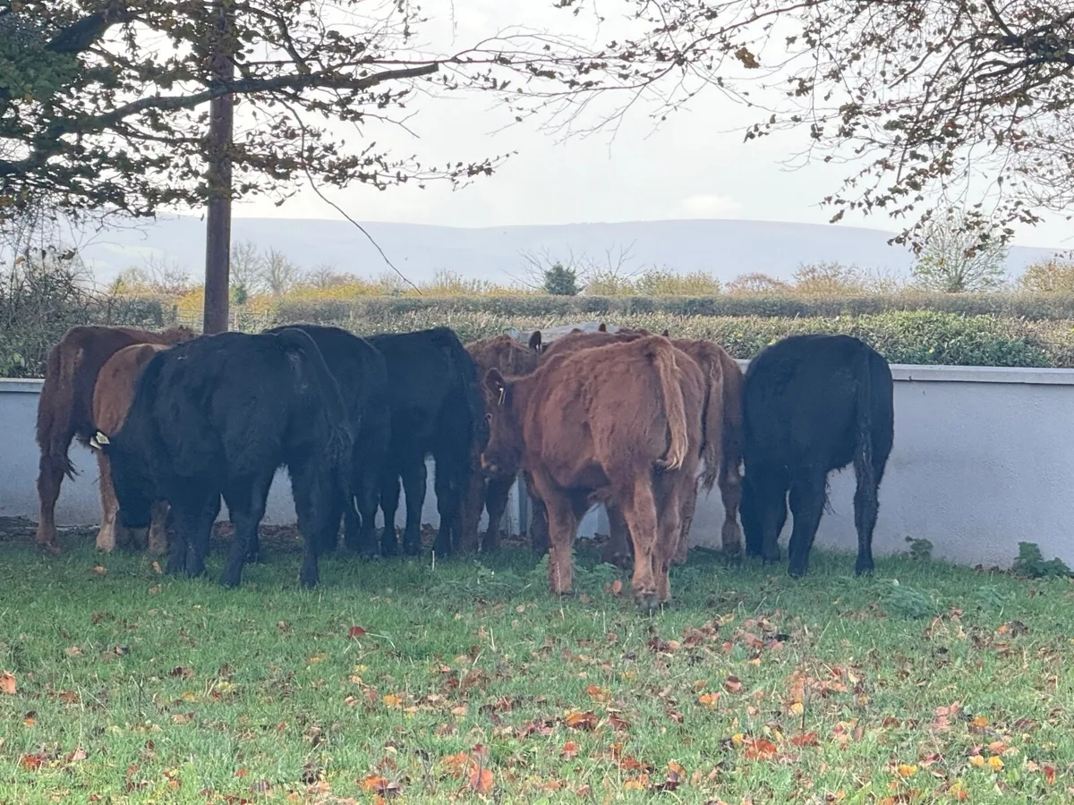 12 Suckler Bred Limousin bull Weanlings - Image 2