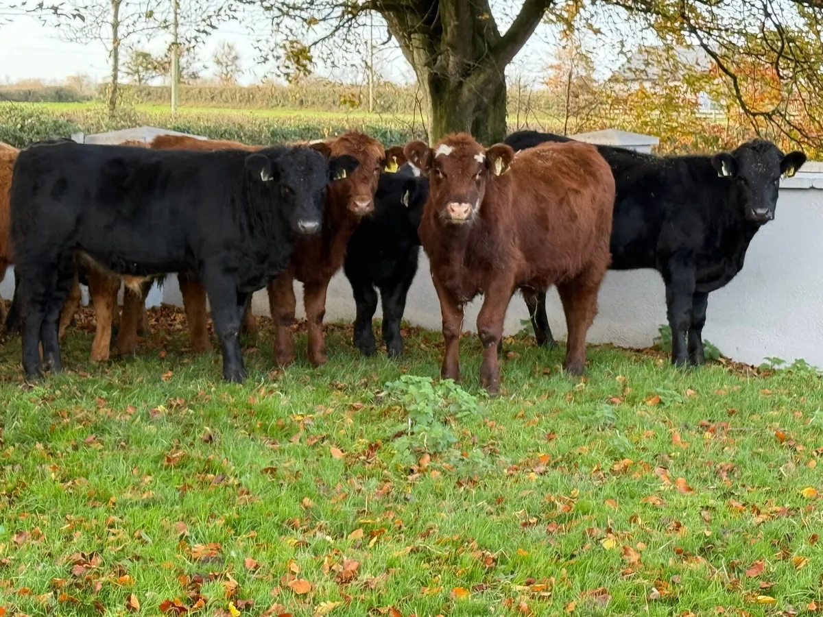 12 Suckler Bred Limousin bull Weanlings - Image 1