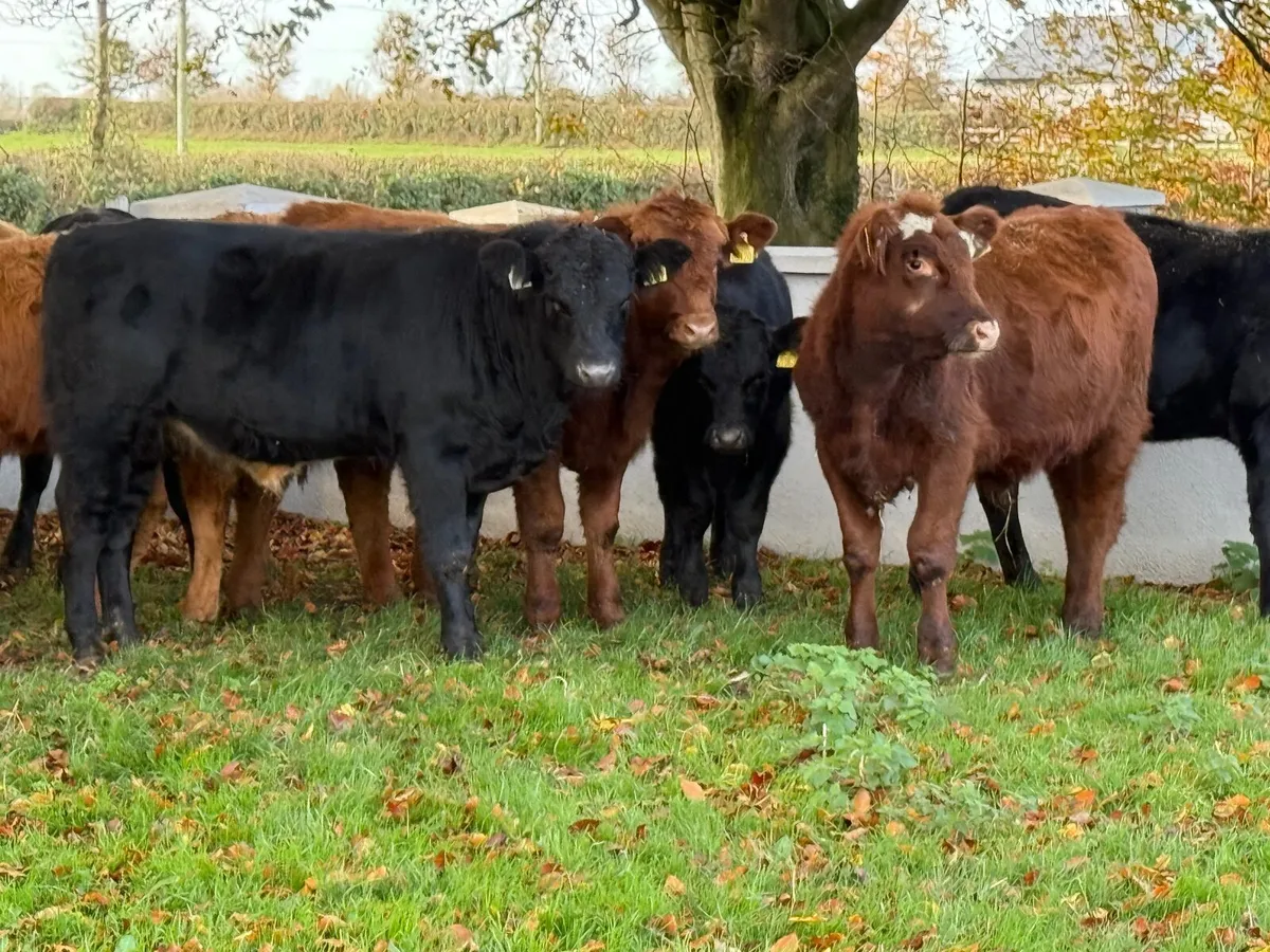 12 Suckler Bred Limousin bull Weanlings - Image 3
