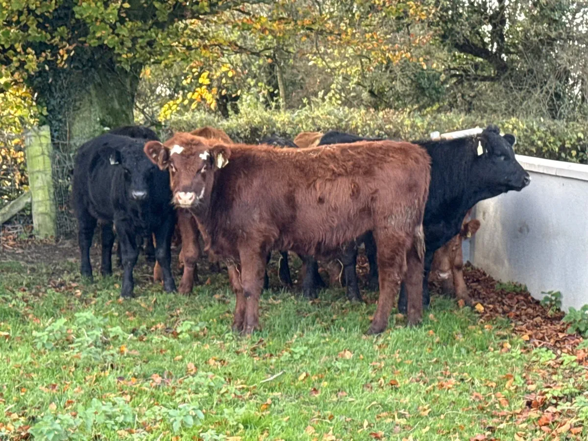 12 Suckler Bred Limousin bull Weanlings - Image 4
