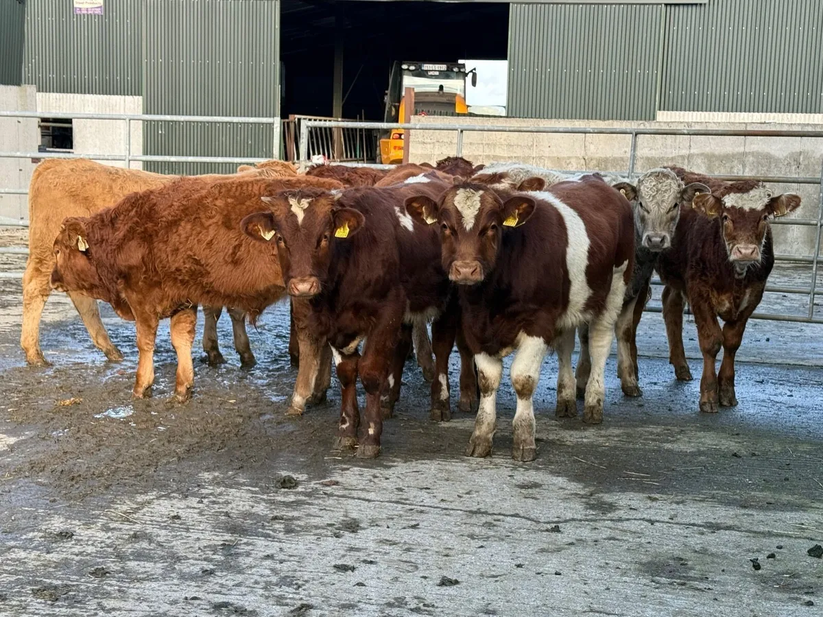 8 Continental Bull Weanlings 320kgs - Image 3