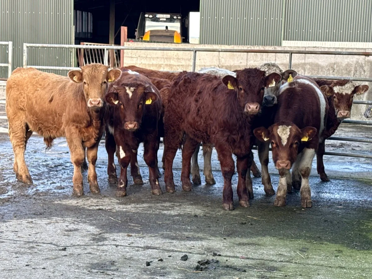 8 Continental Bull Weanlings 320kgs - Image 1