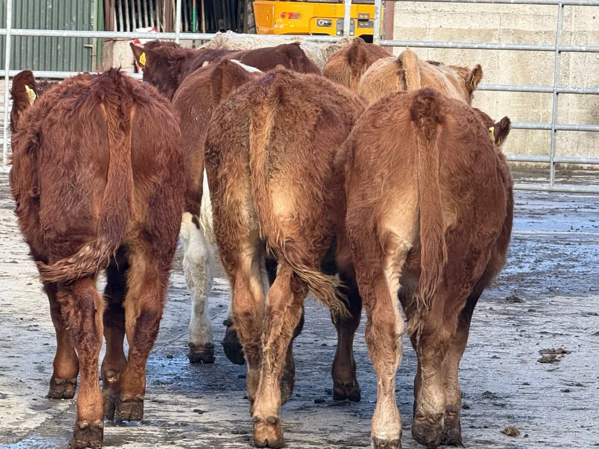 8 Continental Bull Weanlings 320kgs - Image 4