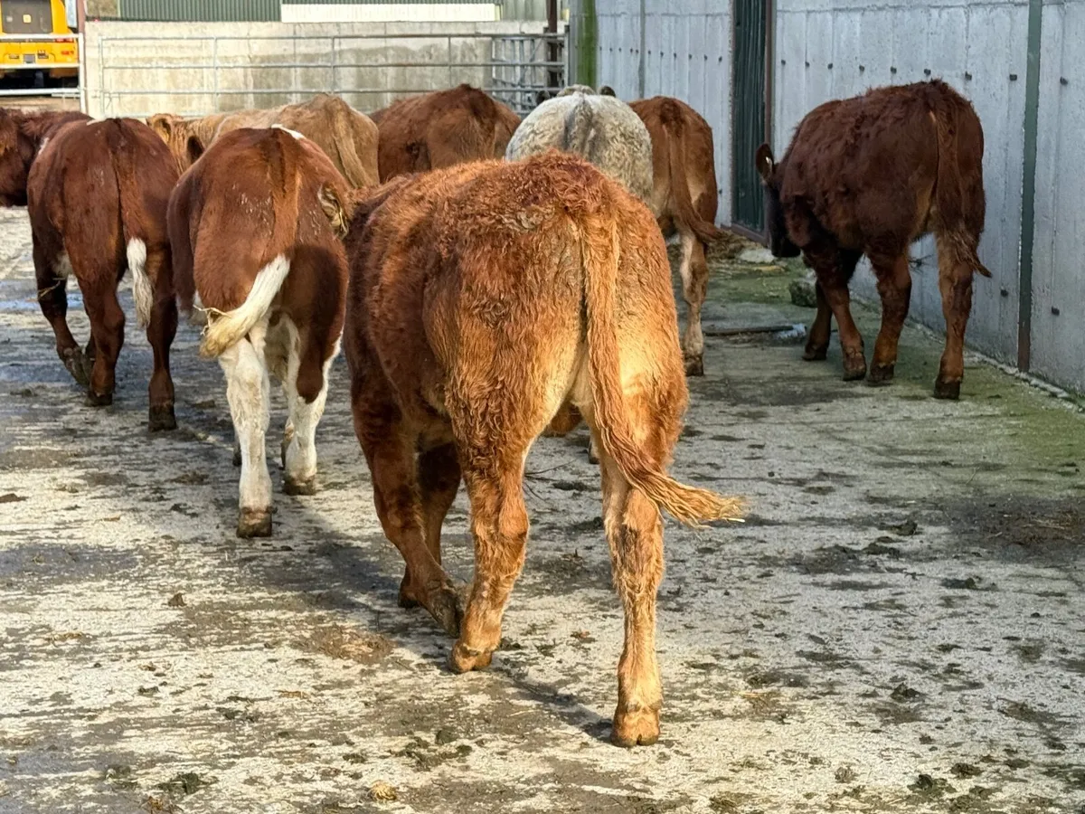 8 Continental Bull Weanlings 320kgs - Image 2