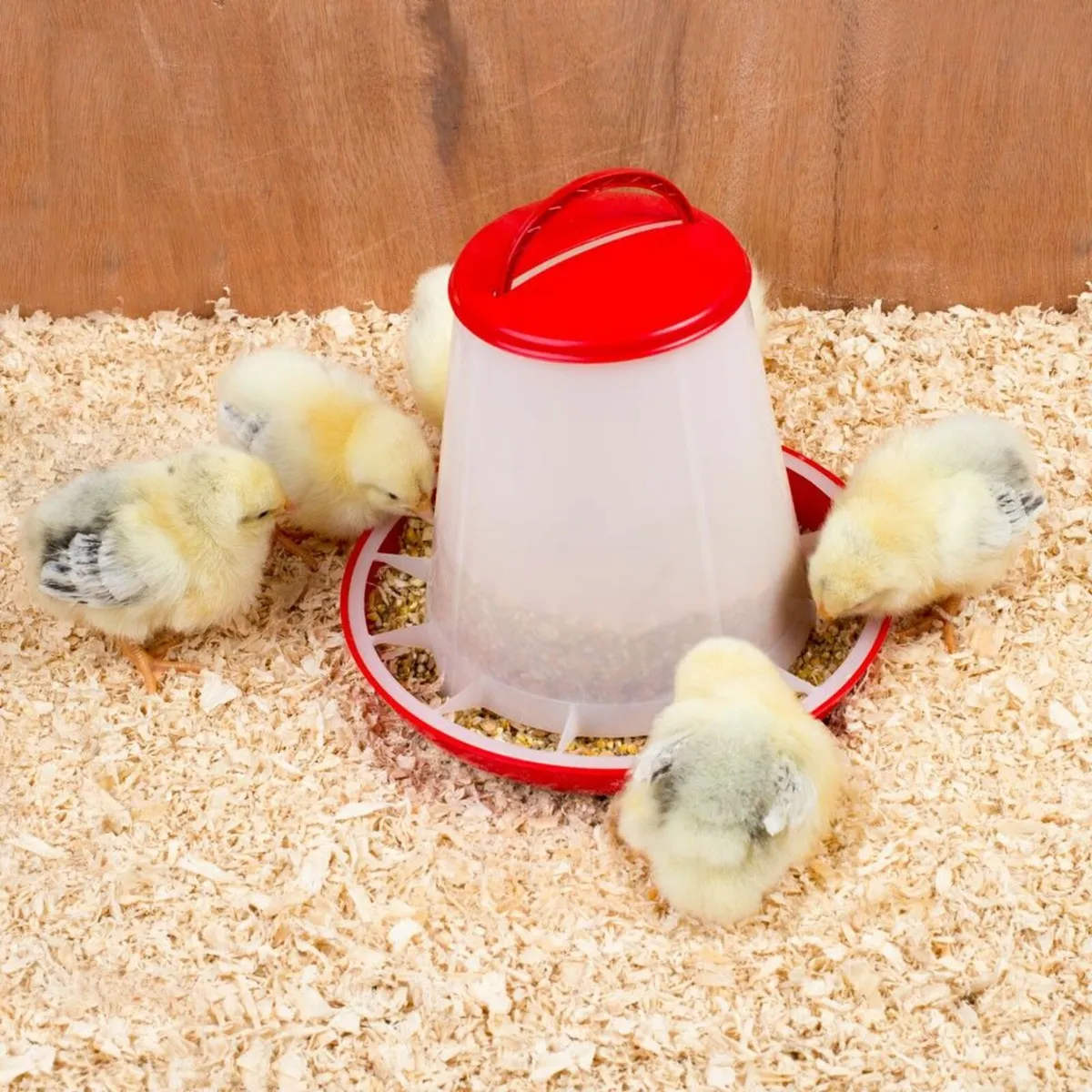 Plastic Poultry Feeders - 1kg, 3kg, 6kg & 10kg - Image 1
