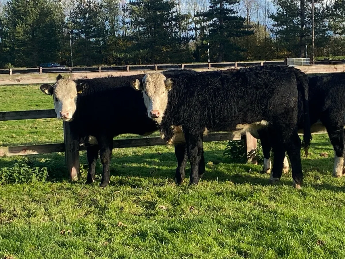 400kg Suckler Bred Herefords ( No Moves ) - Image 2
