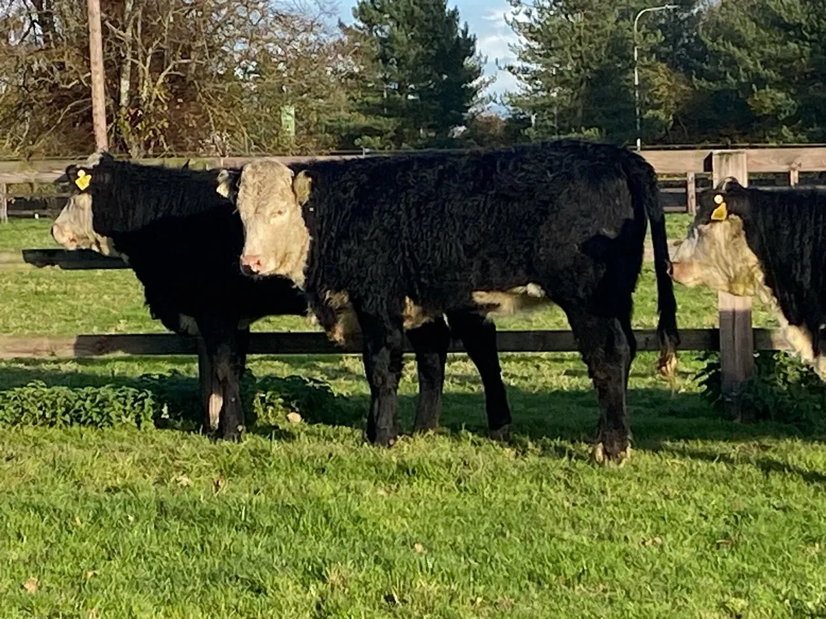 400kg Suckler Bred Herefords ( No Moves ) - Image 3
