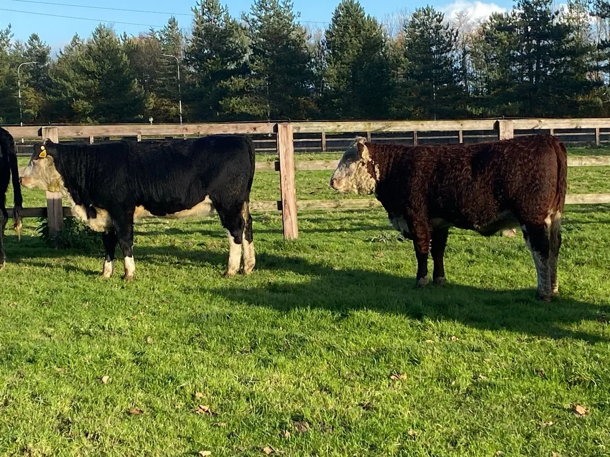 400kg Suckler Bred Herefords ( No Moves ) - Image 4