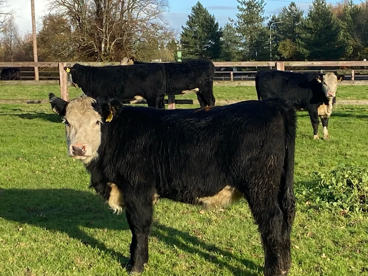 400kg Suckler Bred Herefords ( No Moves ) - Image 1