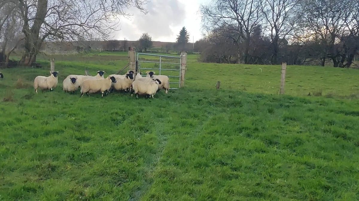 Lanark  X ewe lambs - Image 3