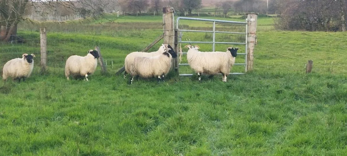 Lanark  X ewe lambs - Image 4