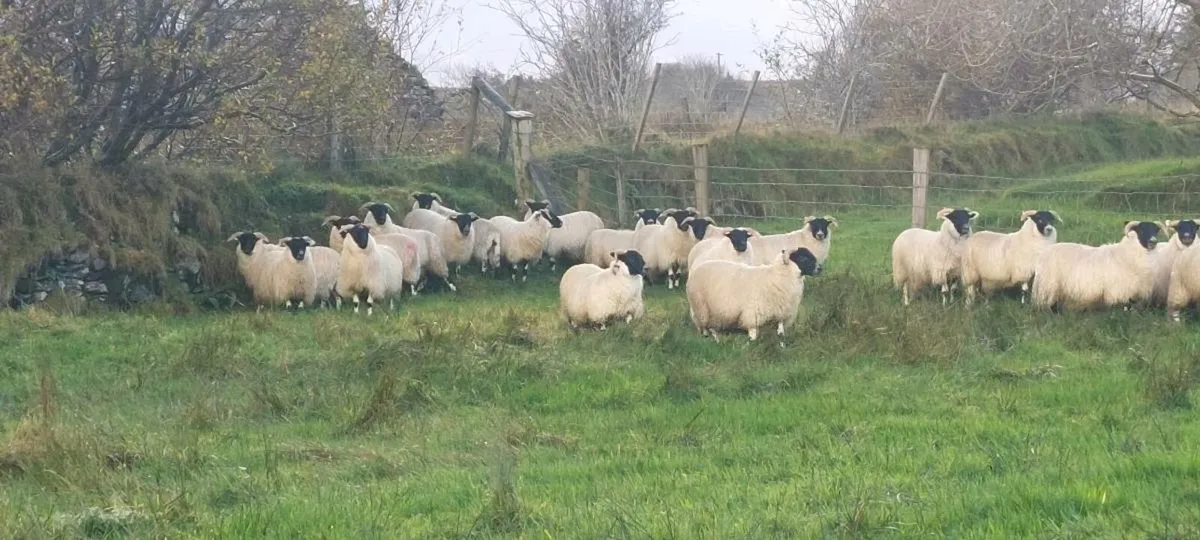 Lanark  X ewe lambs - Image 1