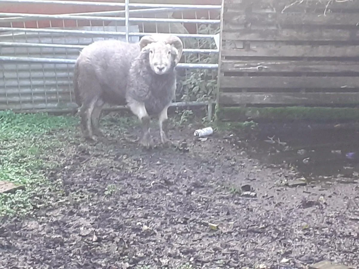 Hardwick ram - Image 1