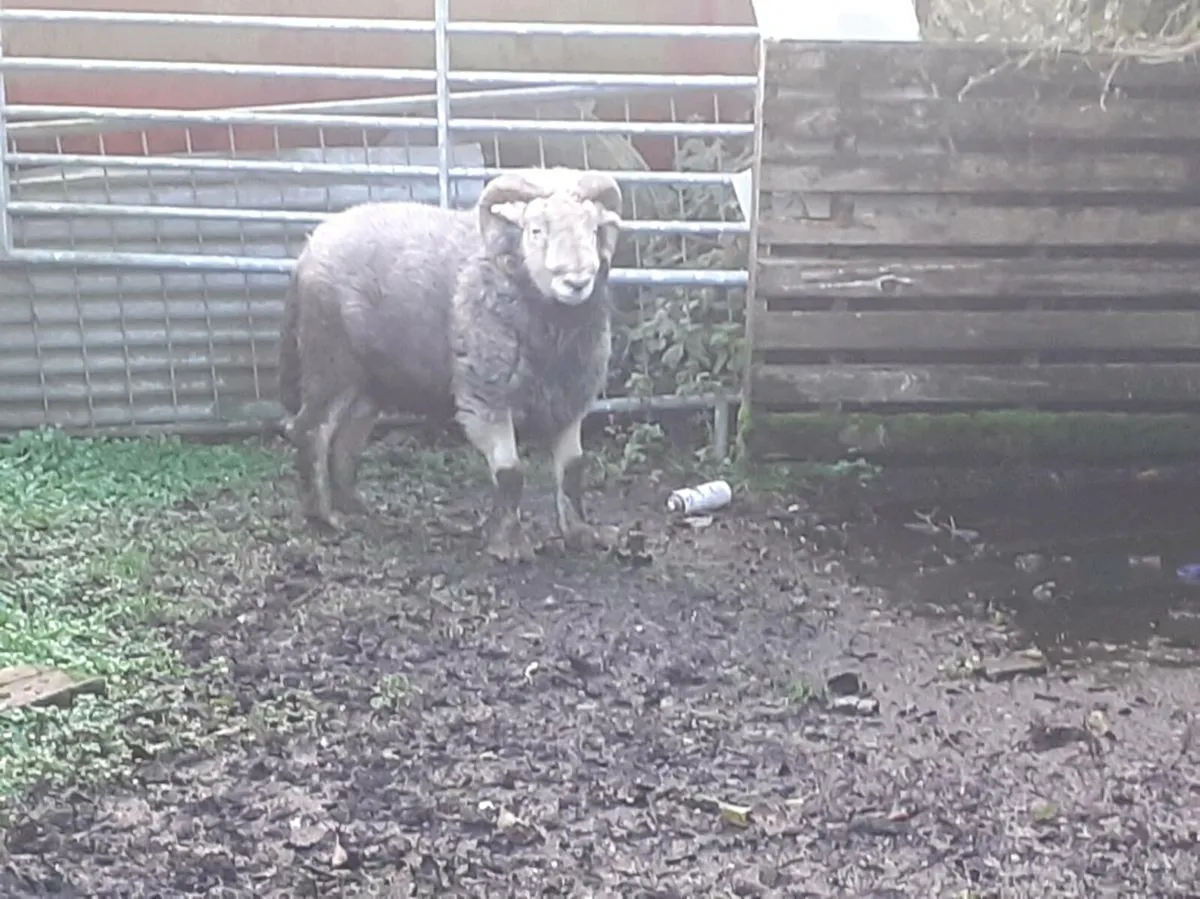 Hardwick ram - Image 2