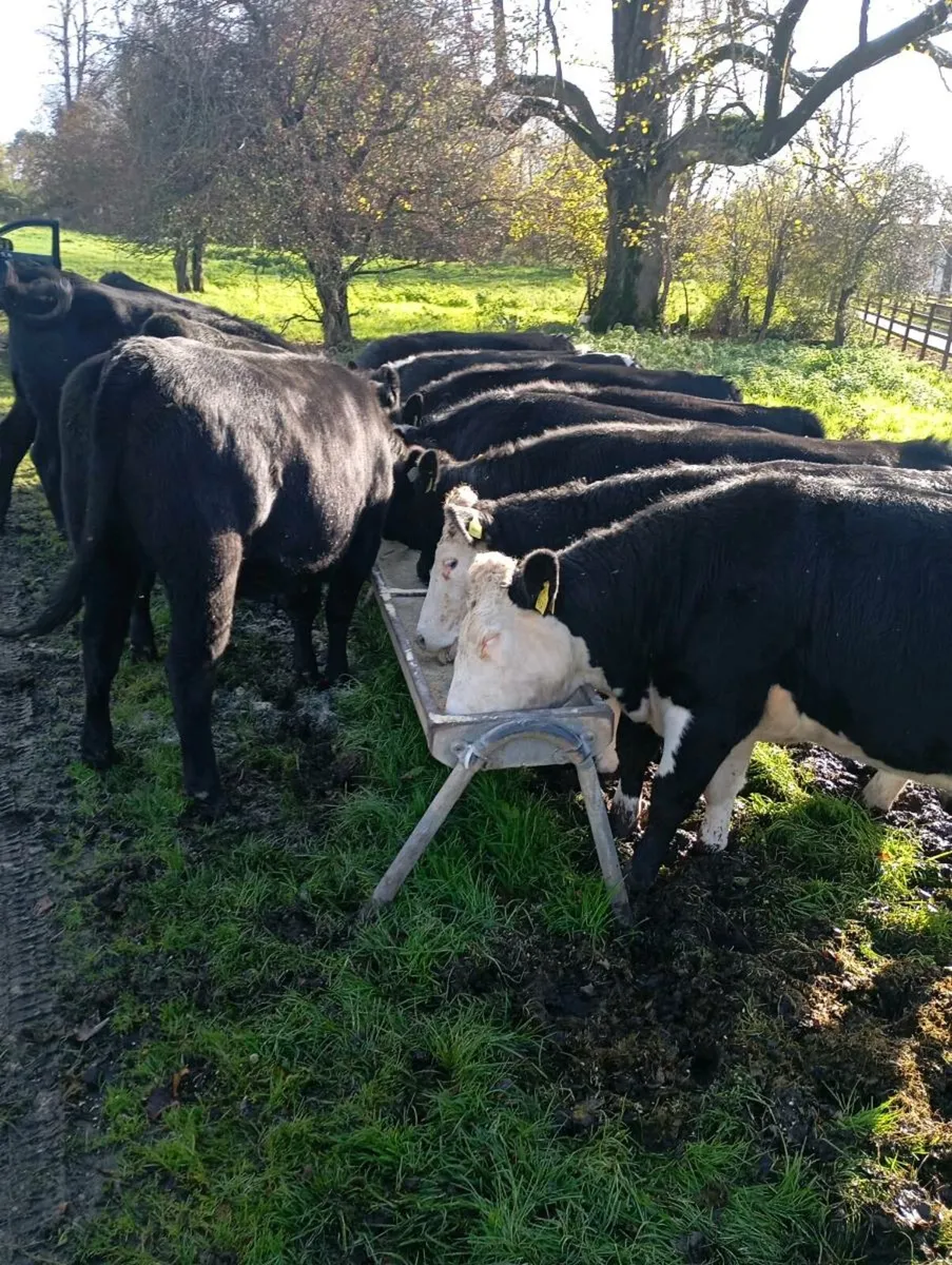 13 heiferd - Image 1