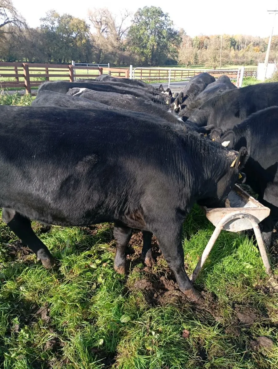 13 heiferd - Image 2