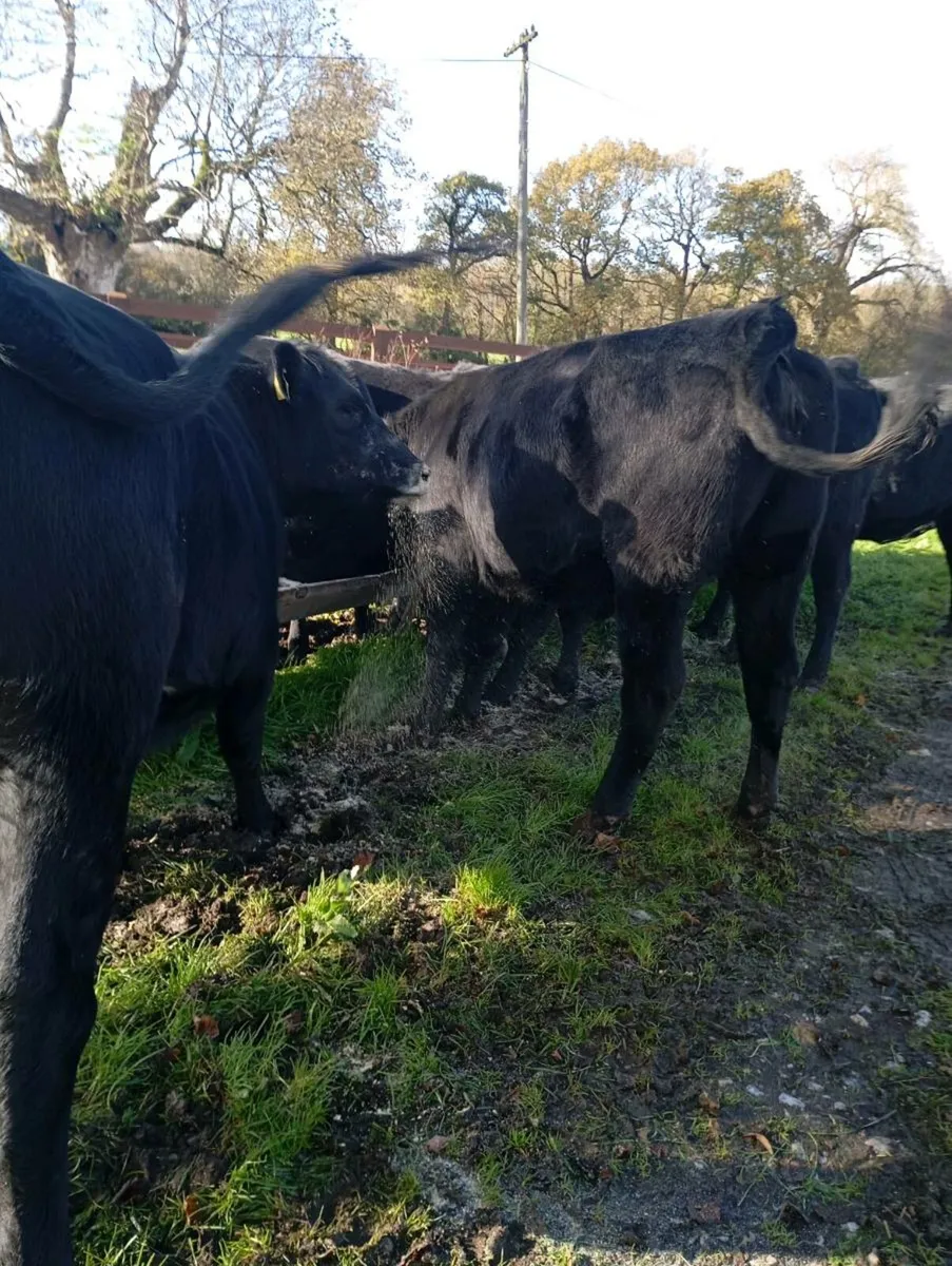 13 heiferd - Image 3