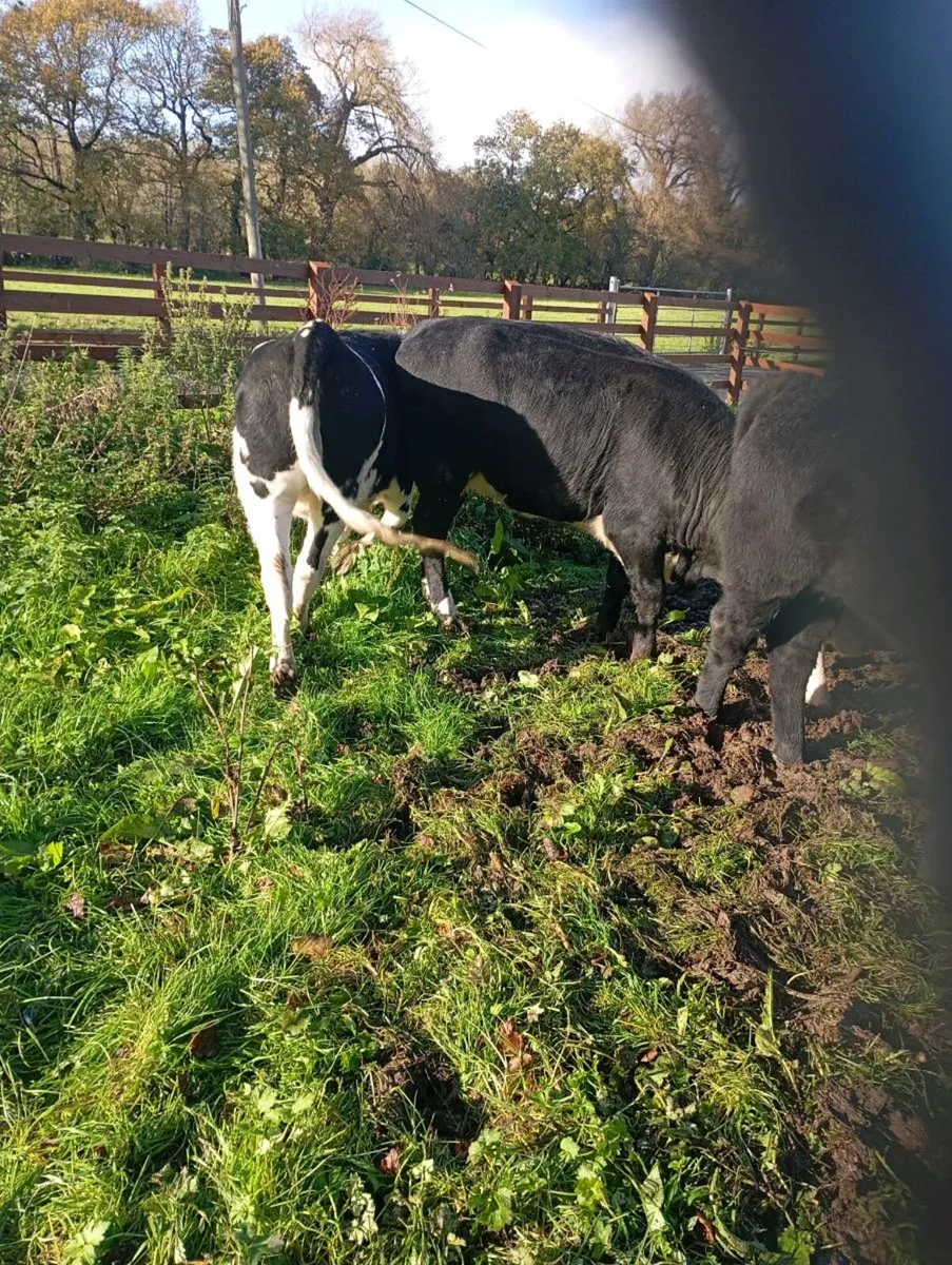 13 heiferd - Image 4