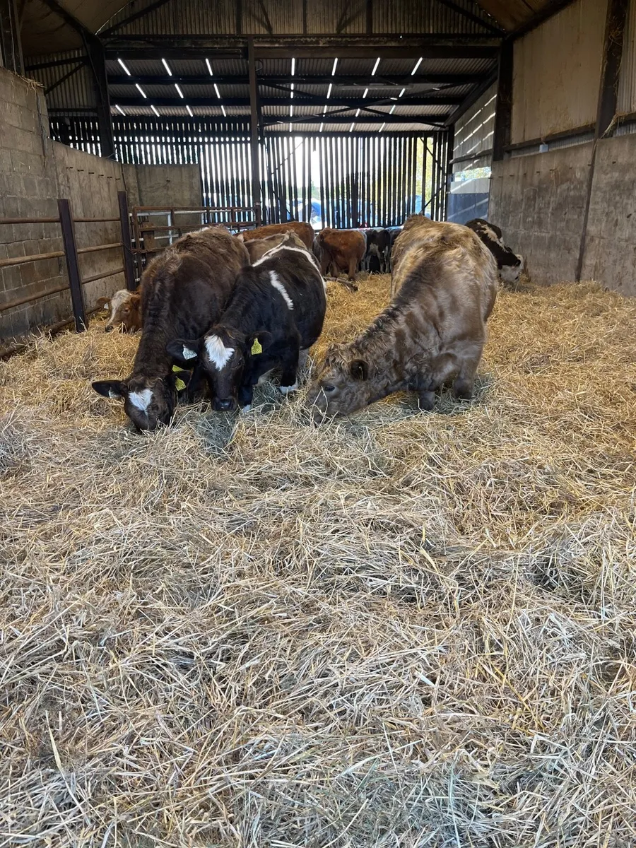 Weanlings organic - Image 1