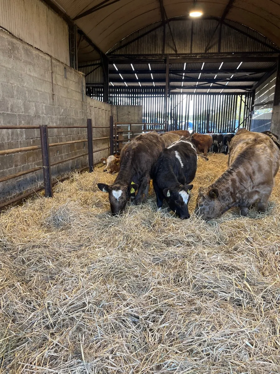 Weanlings organic - Image 2