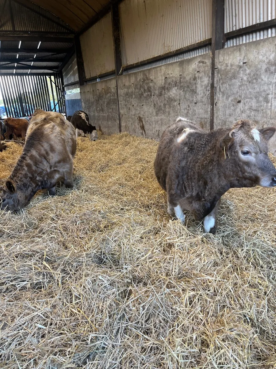 Weanlings organic - Image 3