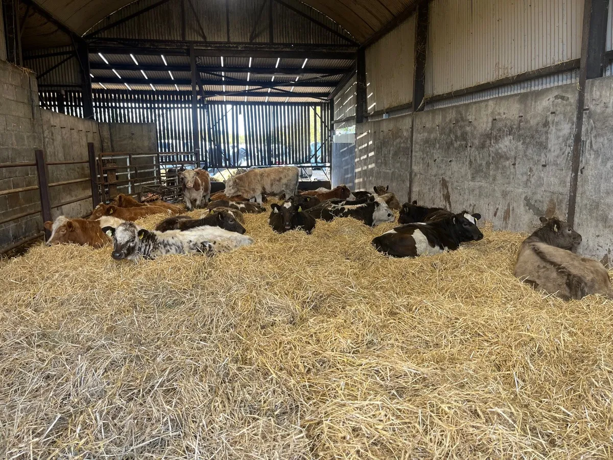 Weanlings organic - Image 4