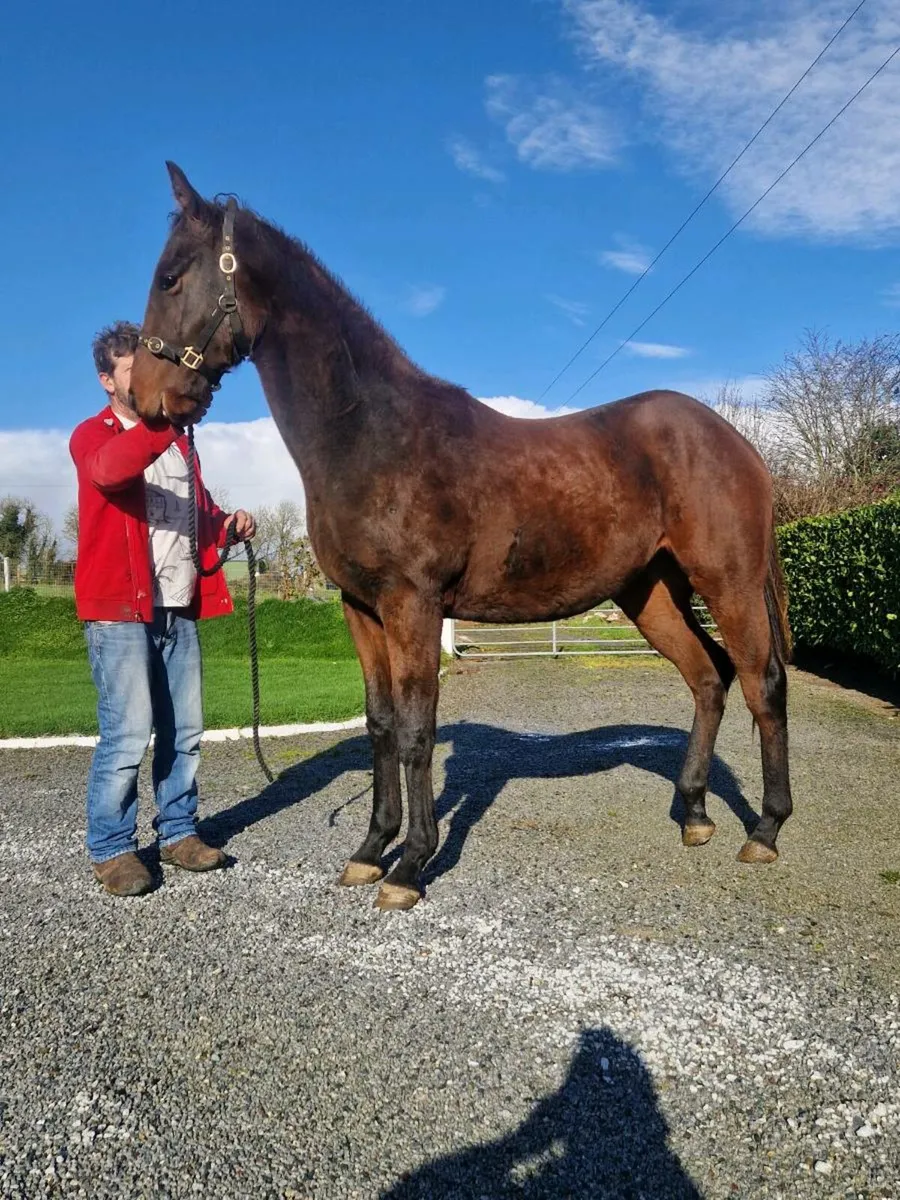 Affinisea Colt yearling - Image 2