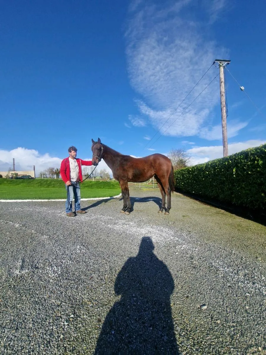 Affinisea Colt yearling - Image 3