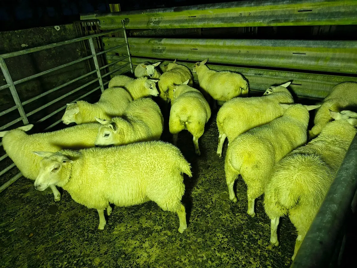 Texel X ewe lambs - Image 2