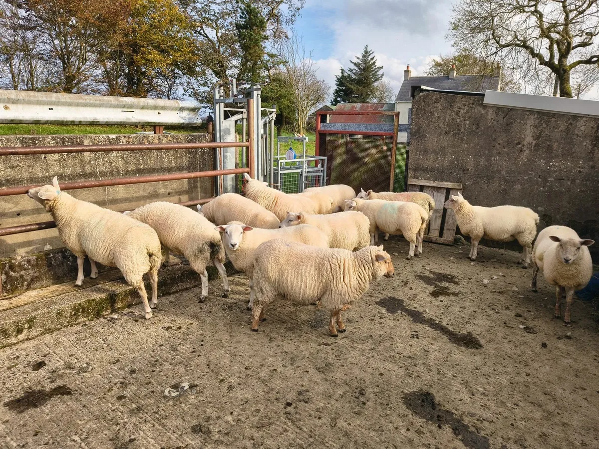Texel X ewe lambs - Image 1
