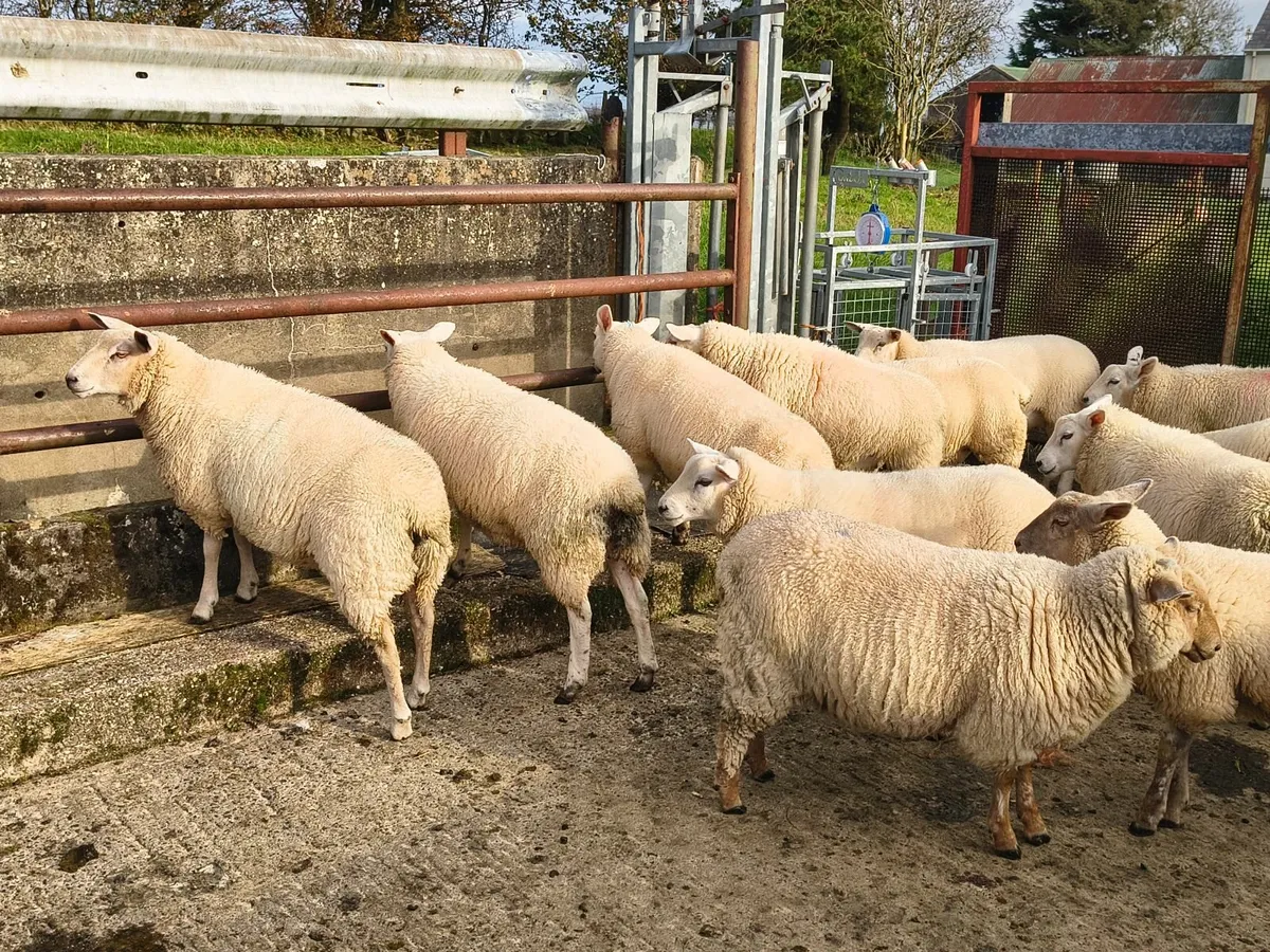 Texel X ewe lambs - Image 3