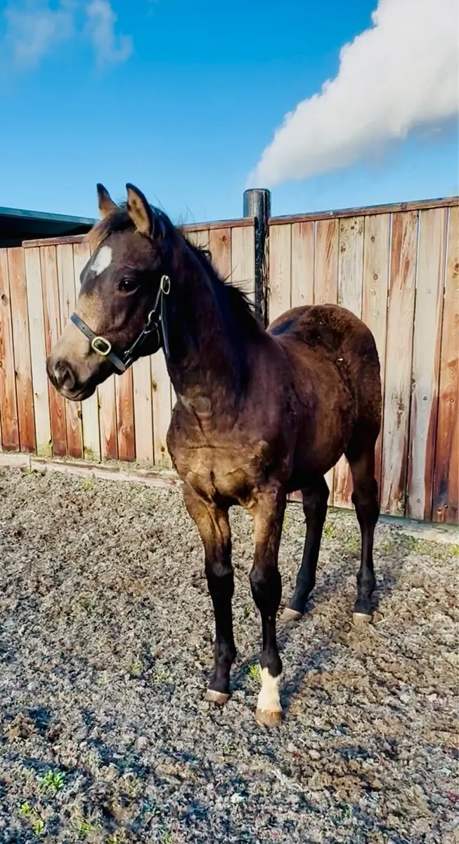 TIH 50% Blood Connie x TB - Image 1