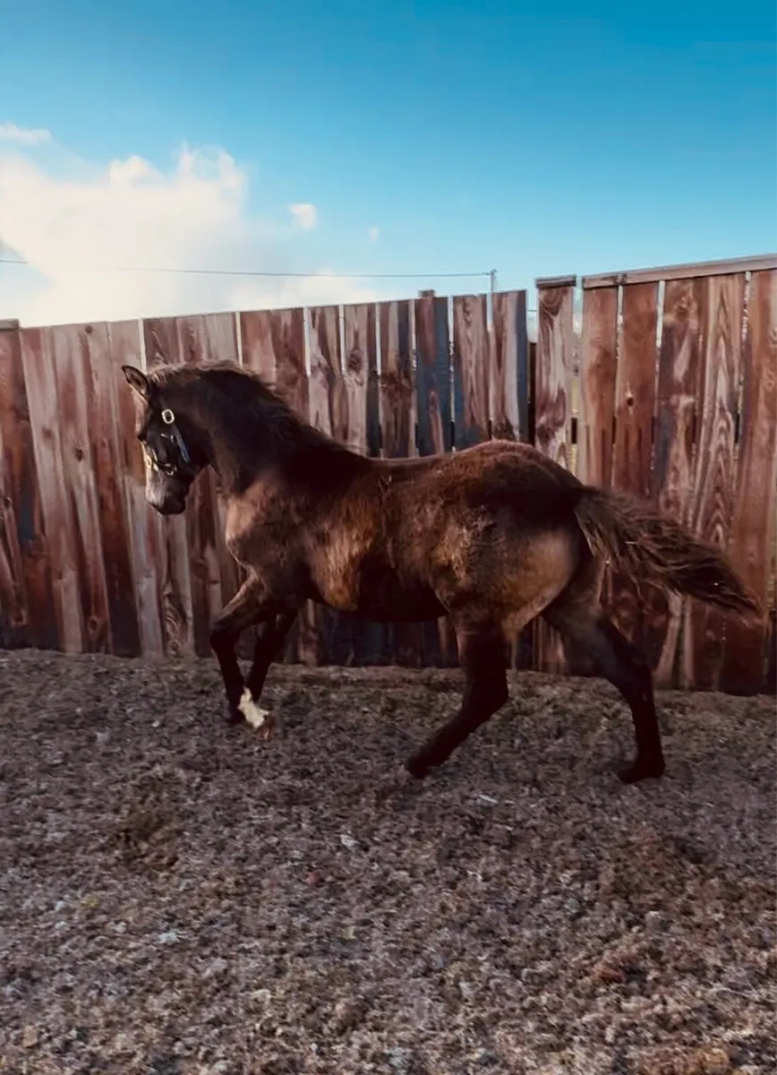 TIH 50% Blood Connie x TB - Image 2