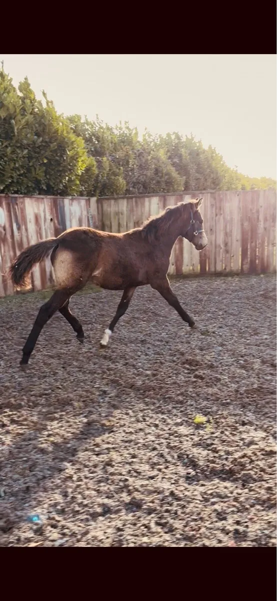 TIH 50% Blood Connie x TB - Image 3