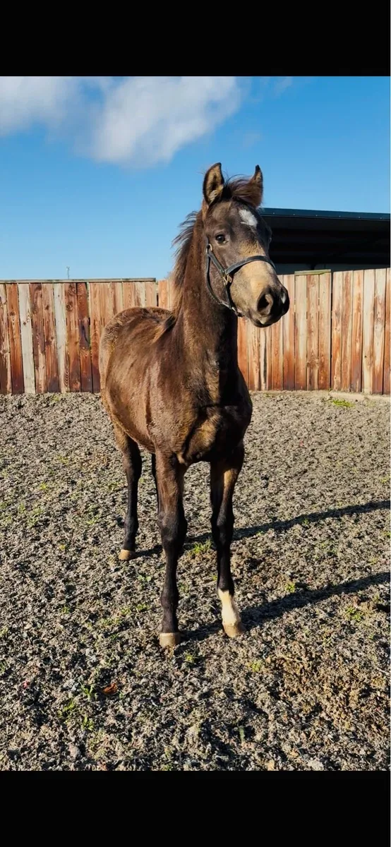 TIH 50% Blood Connie x TB - Image 4