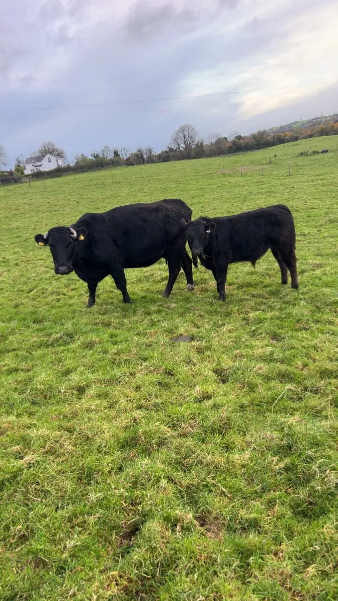 Cow and calf - Image 1