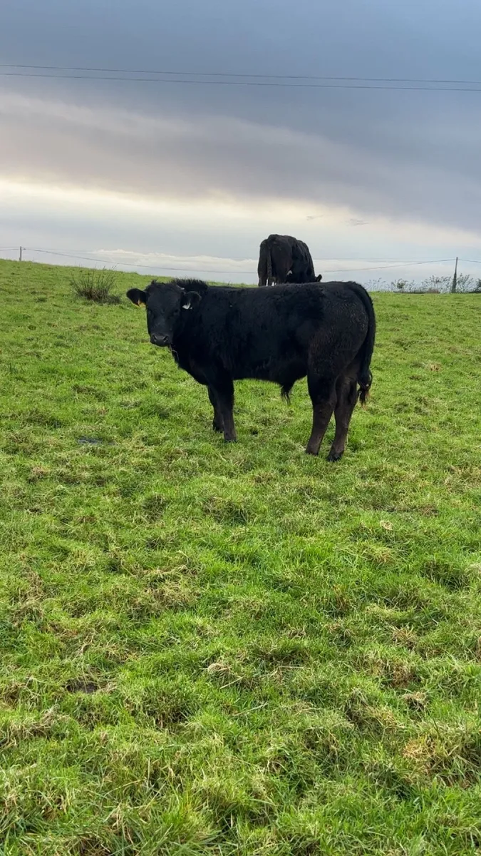 Cow and calf - Image 2