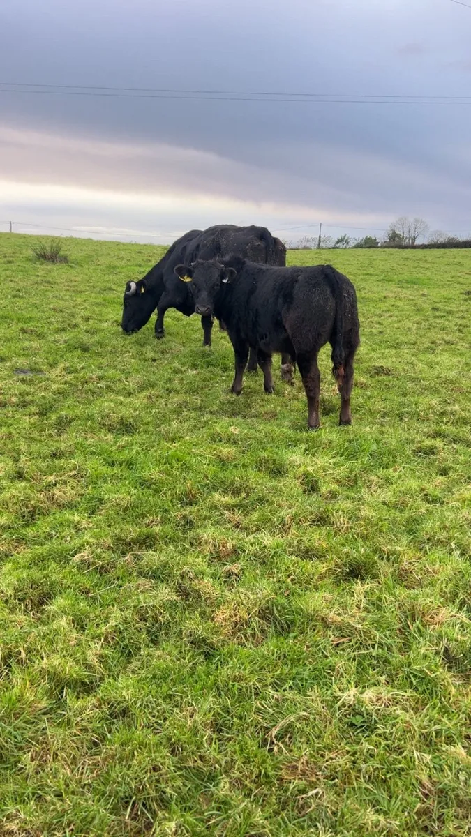 Cow and calf - Image 3