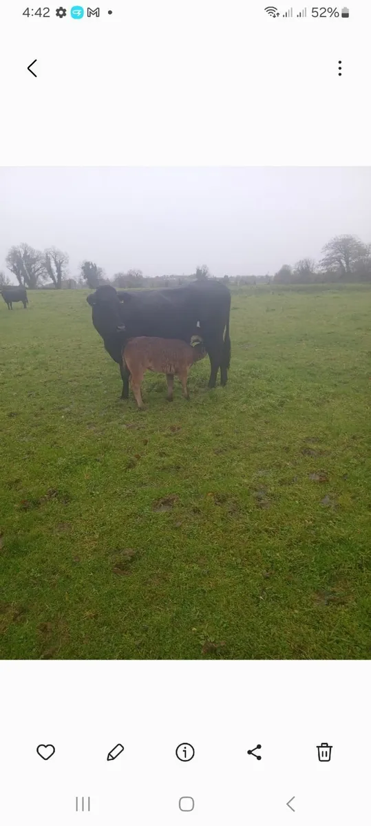 Massey ferguson 575 Ursus 3512 - Image 2