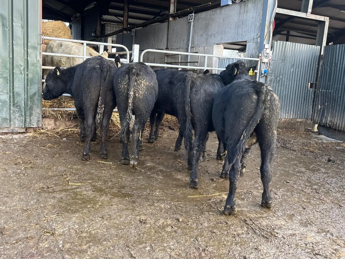 5 super  Angus store bullocks - Image 1