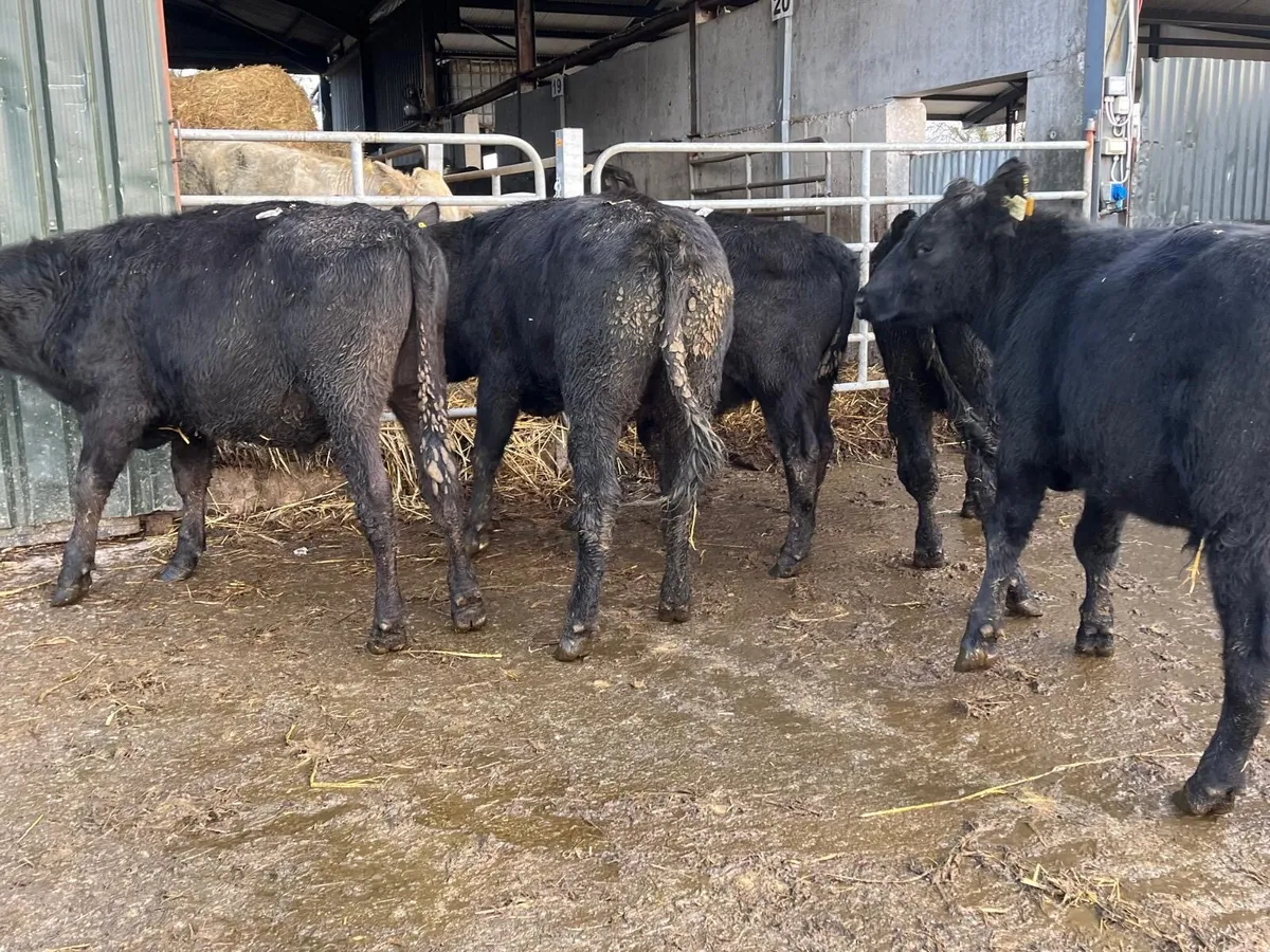 5 super  Angus store bullocks - Image 2