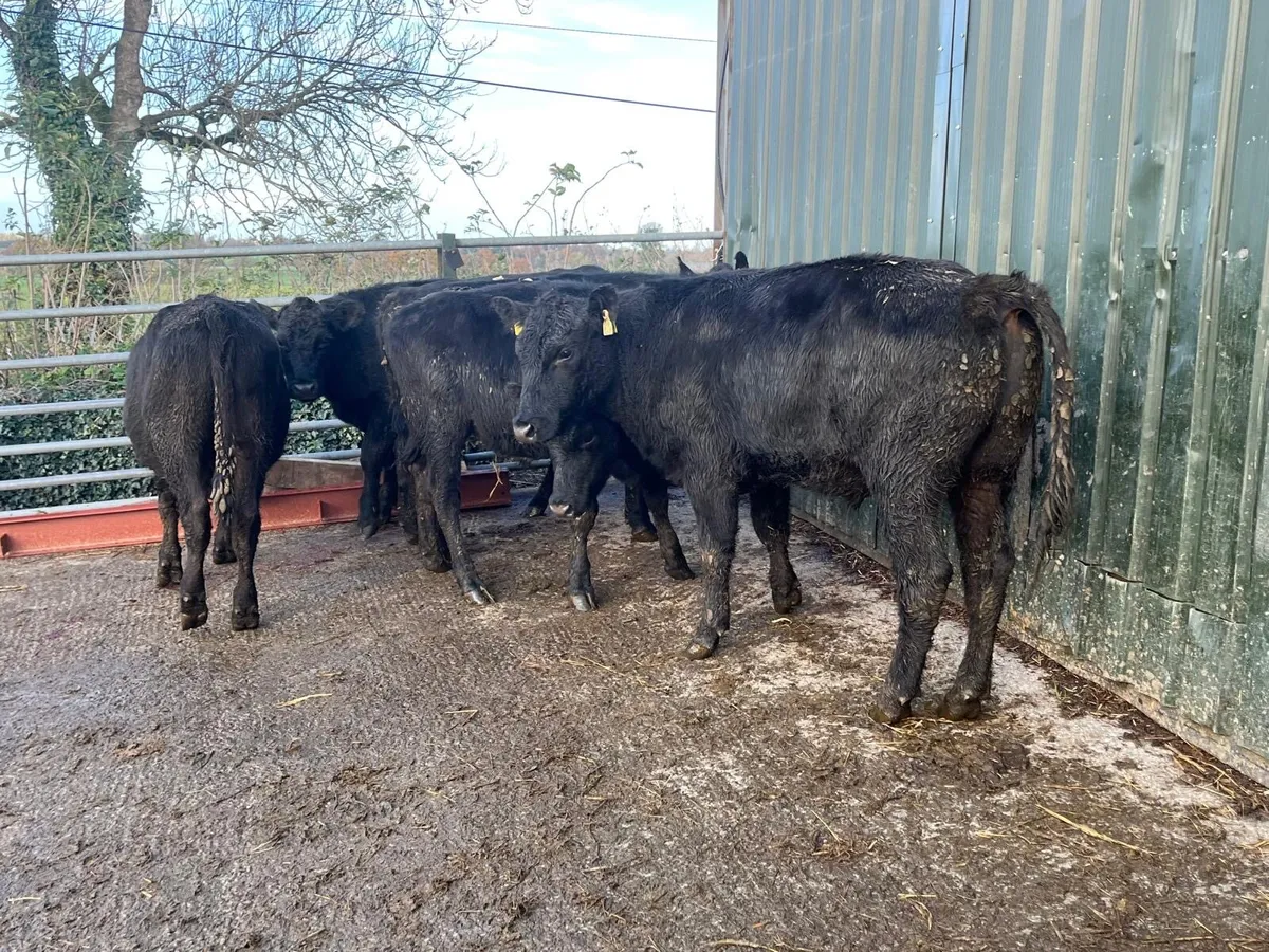 5 super  Angus store bullocks - Image 3