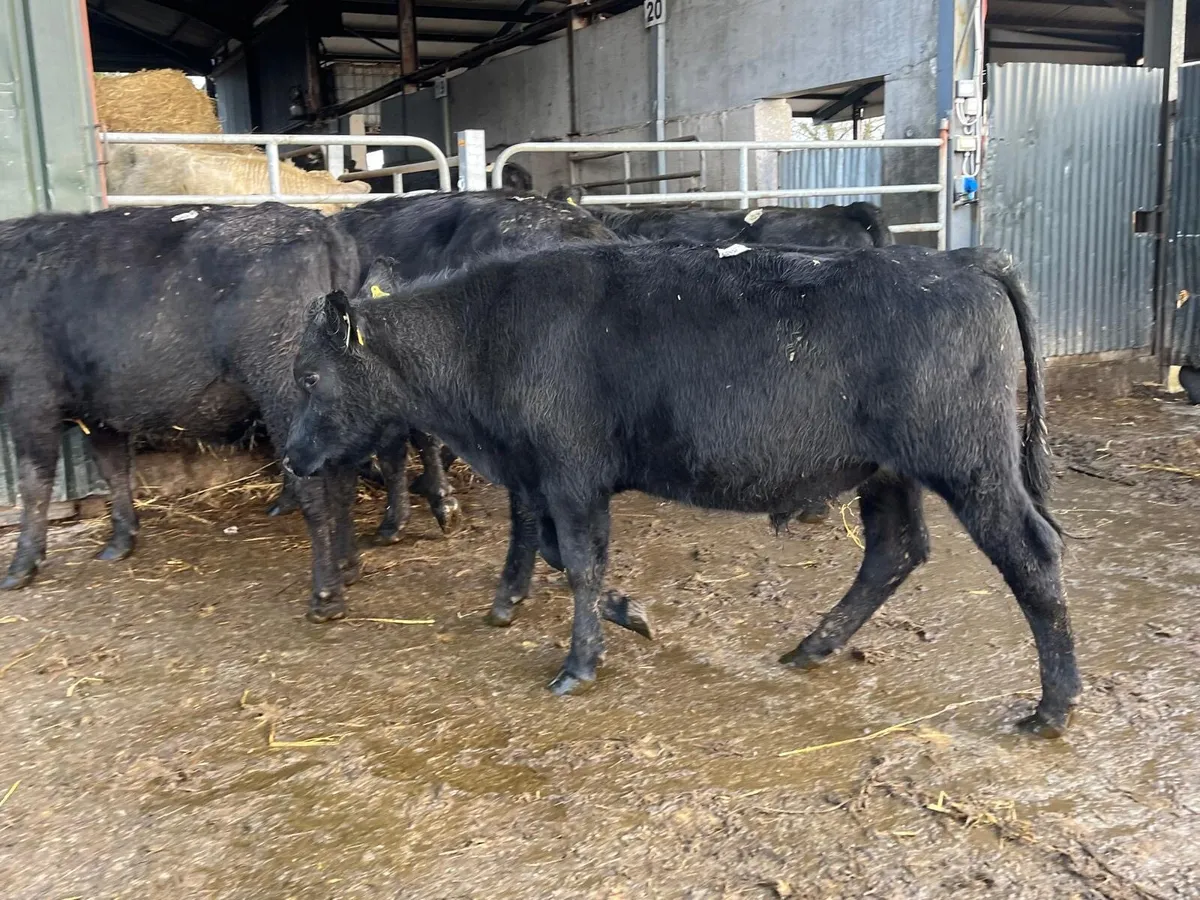 5 super  Angus store bullocks - Image 4