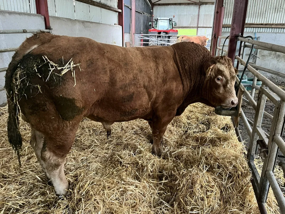 limousin bulls - Image 1